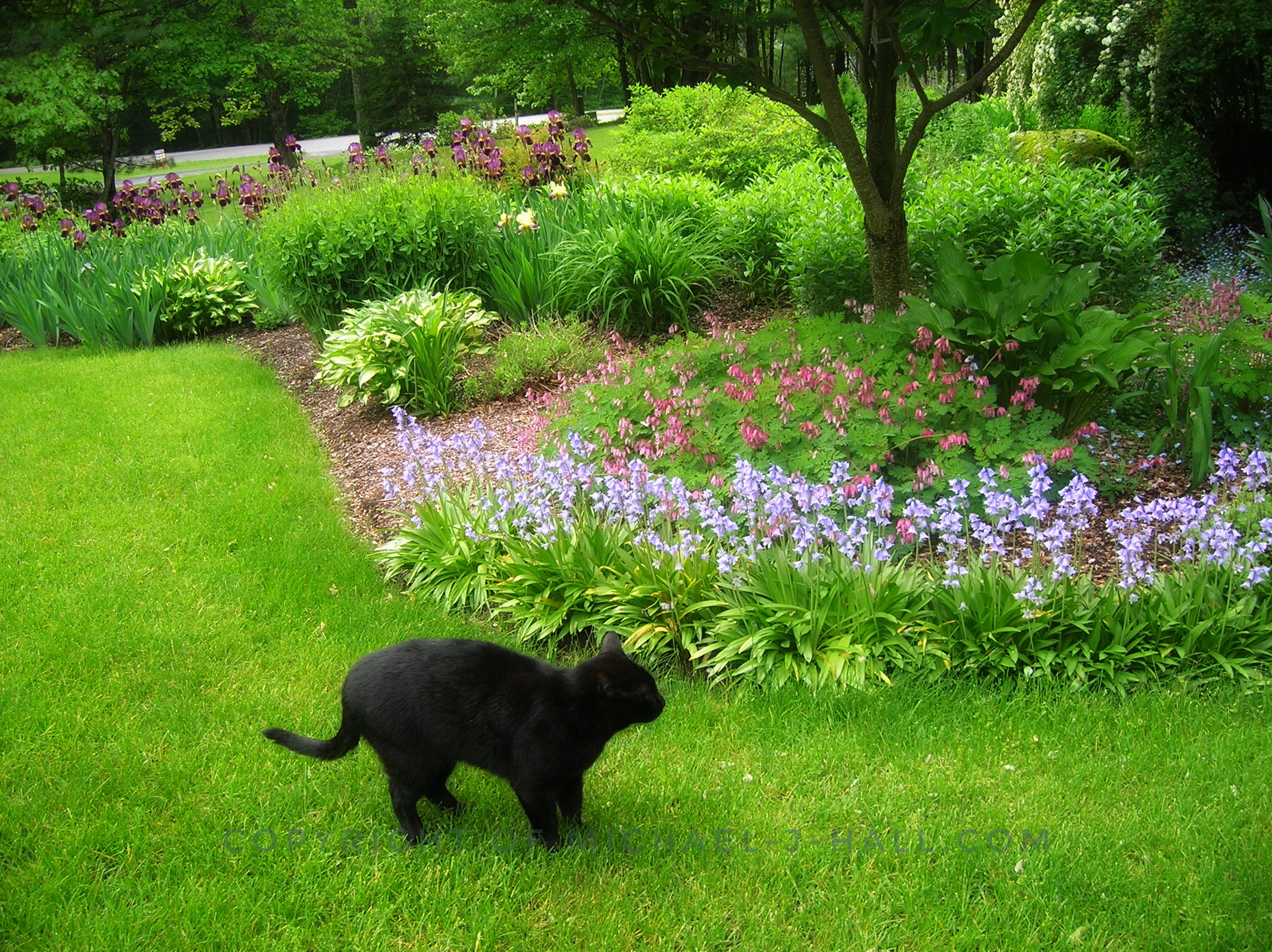 A domestic ebony panther lurks at the edge of a lush floral garden sure to find some unsuspecting feathered or furry prey nearby.