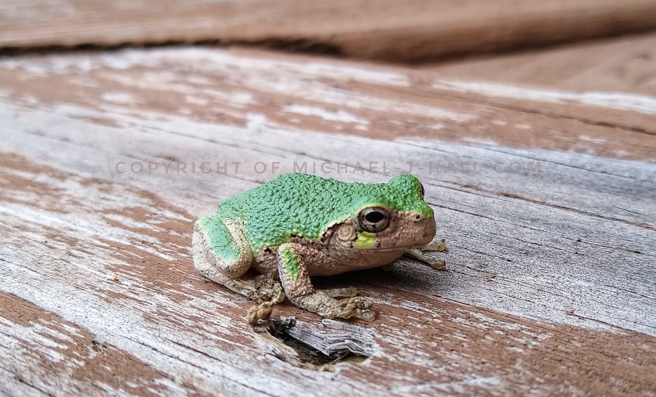 A vibrant, bumpy little green backed gray tree frog keeps a watchful eye out for mates and predators, exposed on a muted, rustic wood plank of a deck that surely must be nearby a suitable place to call home.