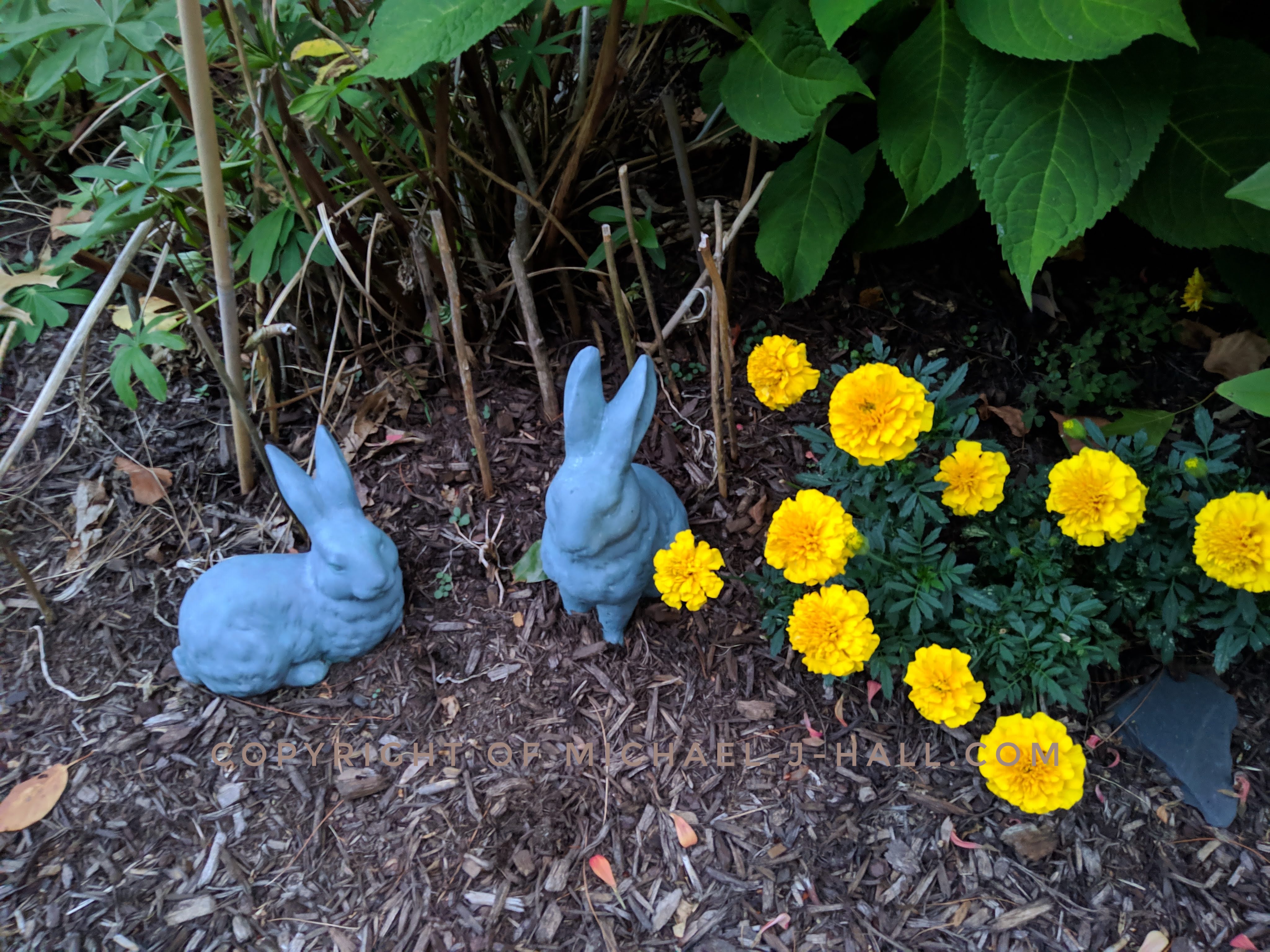 In a hunt for Easter eggs, these two slate blue cunicular rascals must surely know the secret places amongst the garden where the treasures might all be hidden - if only they left a trail of jelly beans to find them.