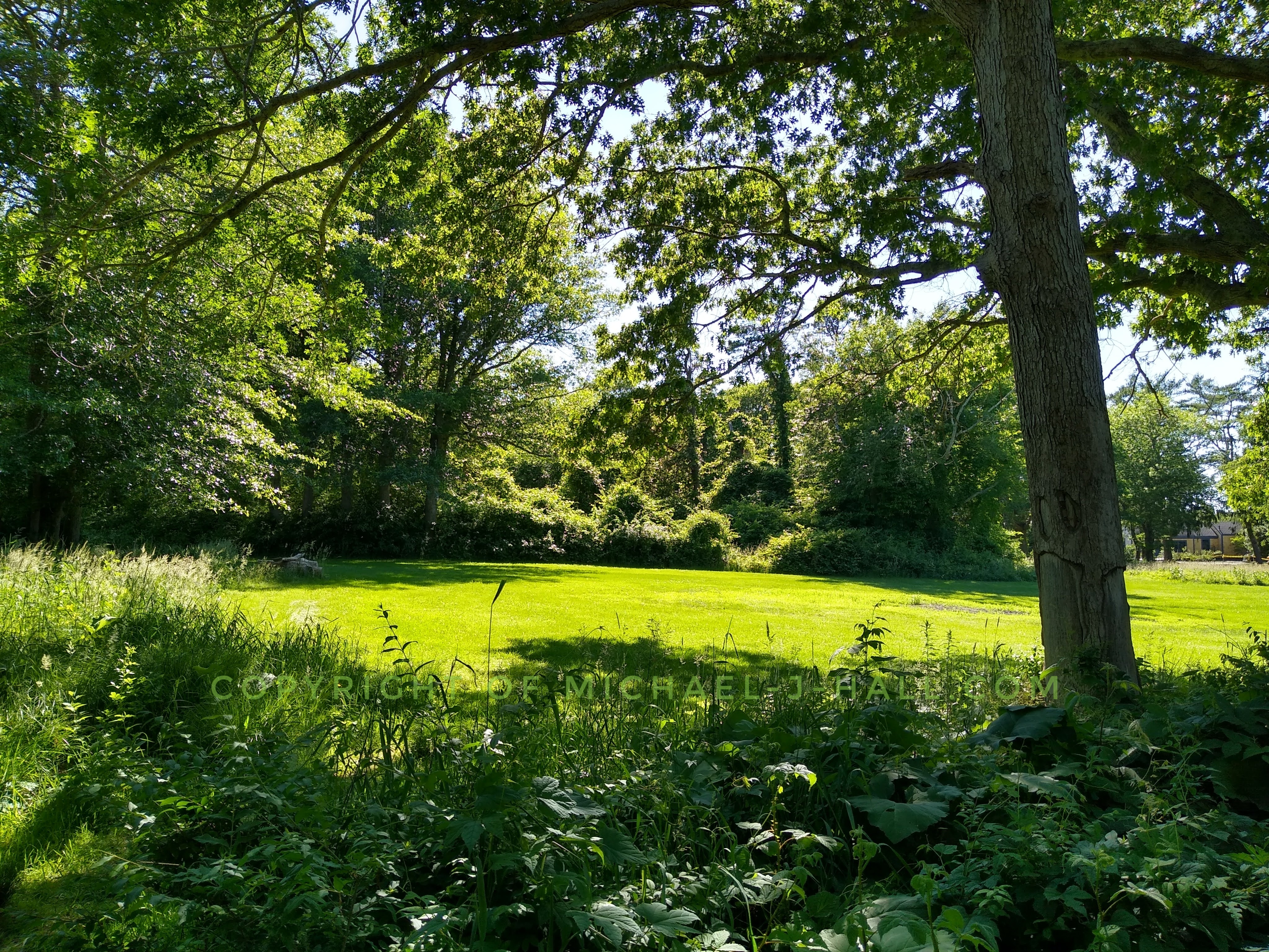 Just through the ferns, tall grasses, and low shrubs is a clearing of vibrant lime green grass trimmed neatly and most suitable for a picnic or the ideal location for a landing spot smack dab in the middle of the fairway if the ball hadn't hooked into the rough.