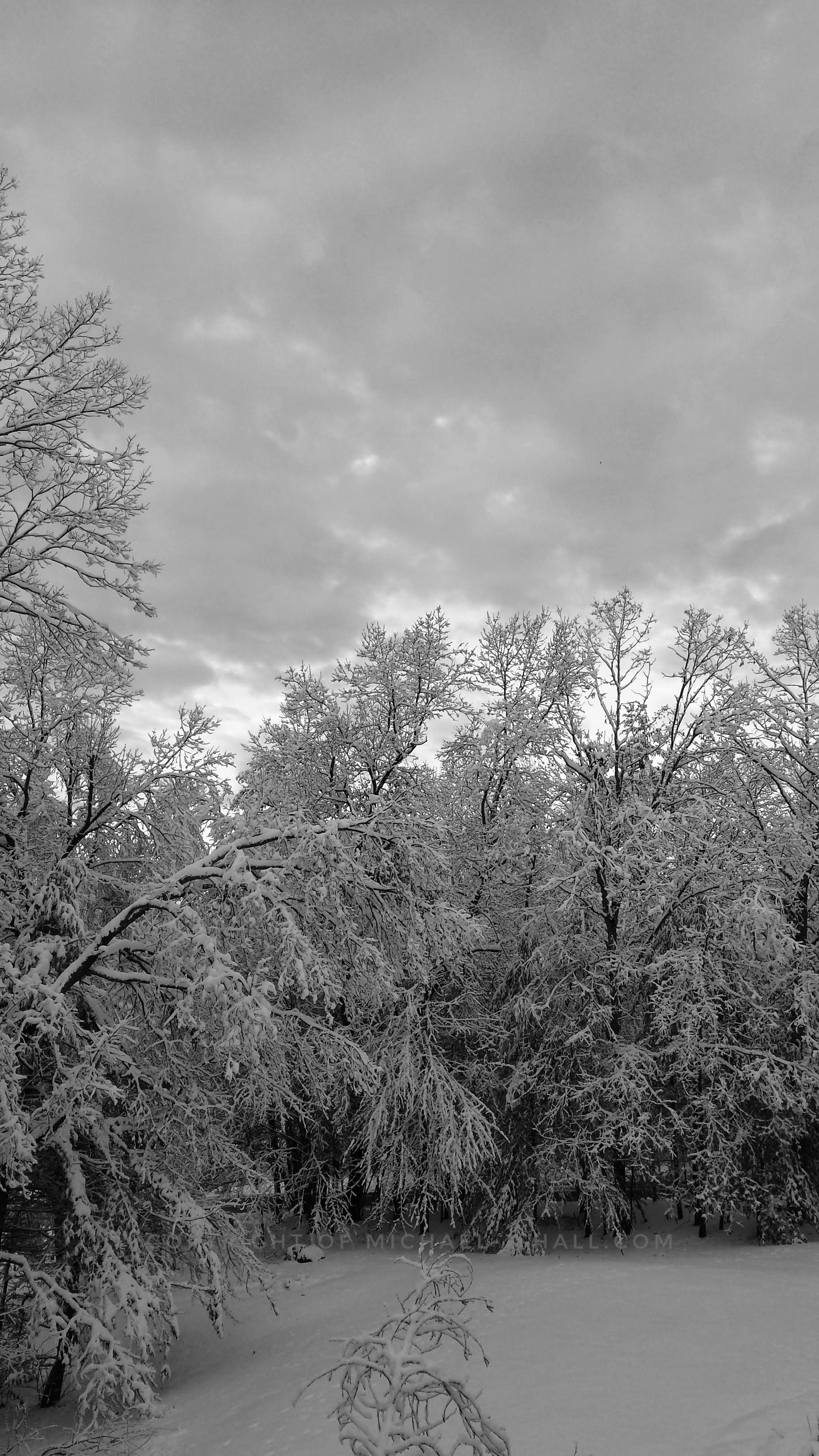 Slumbering trees shoulder the weight of the heavy blankets of snowfall, aching bones creak and pop struggling to turn away from the bitter draft of the season.