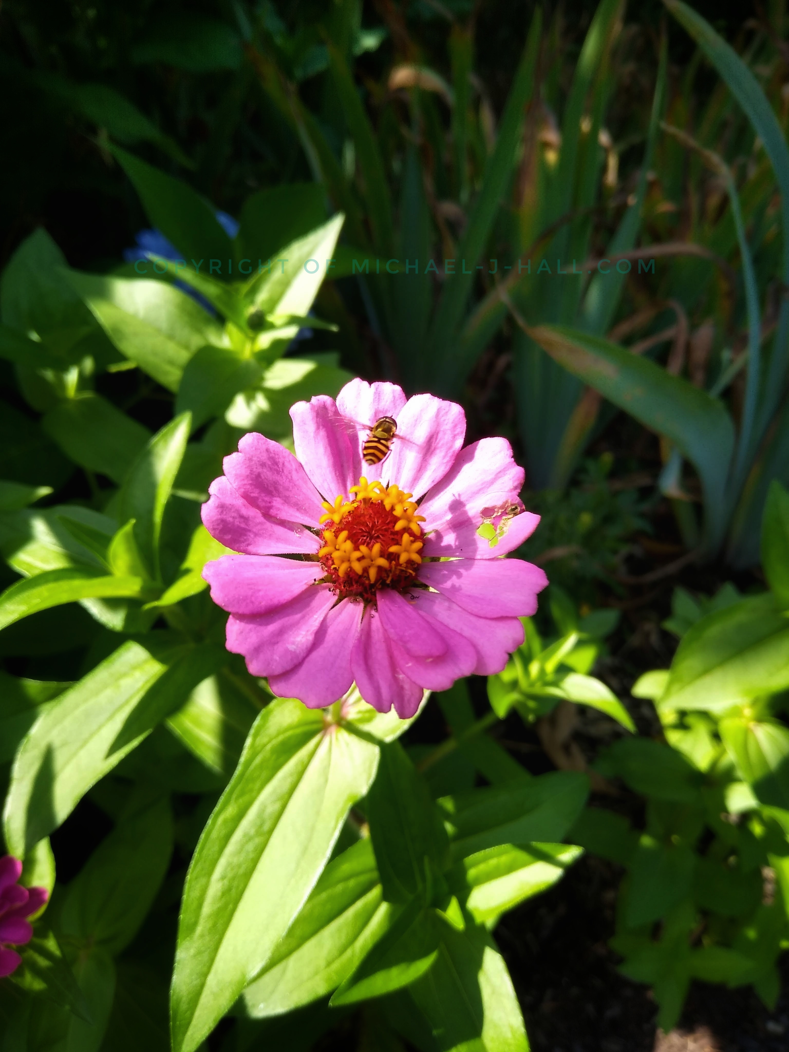 Hovering over this zinnia blossom is a solitary honey bee vigorously searching for nectar to feed the hive for the survival of its fragile offspring - labor day indeed!