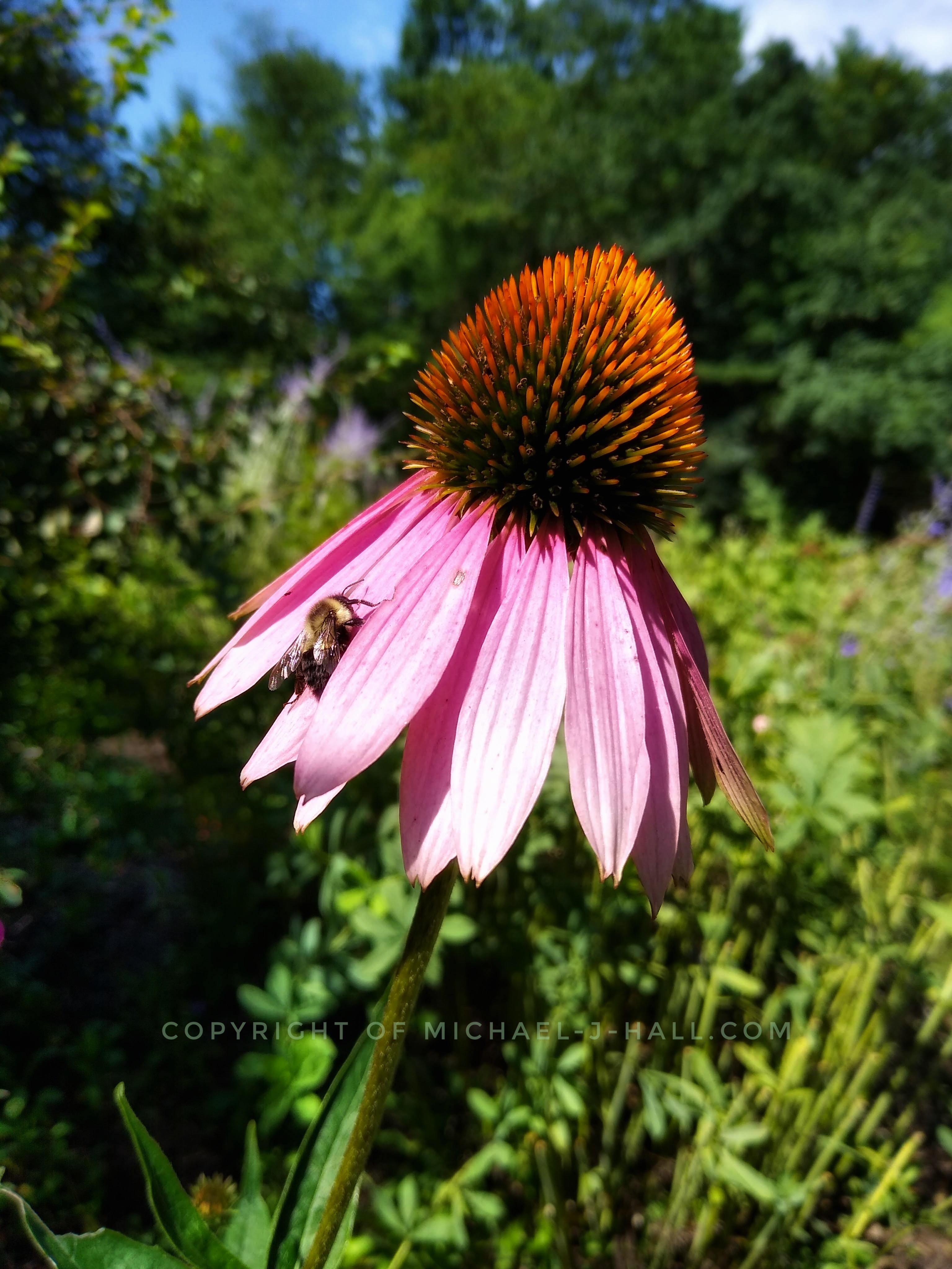 Is this bee really searching through the lower petals of this purple coneflower looking for nectar, as if picking scraps from a full beard after the meal at the table is cleared away? 