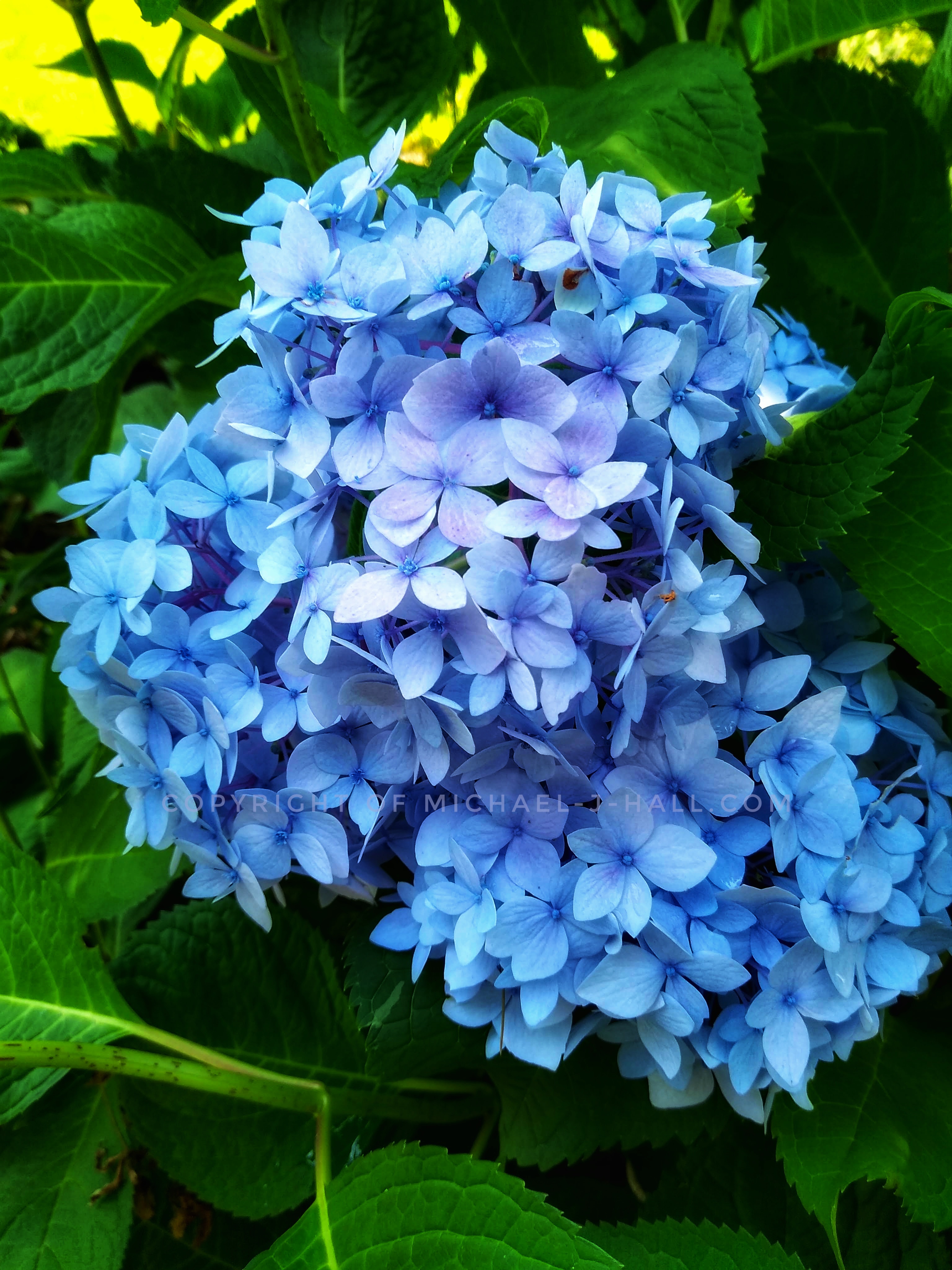 Chemistry or botany - these beautiful blue flower heads of bigleaf hydrangea come from the proper combination of morning sunlight and afternoon shade, the appropriate balance of moisture, and, most importantly, the correct soil acidity.
