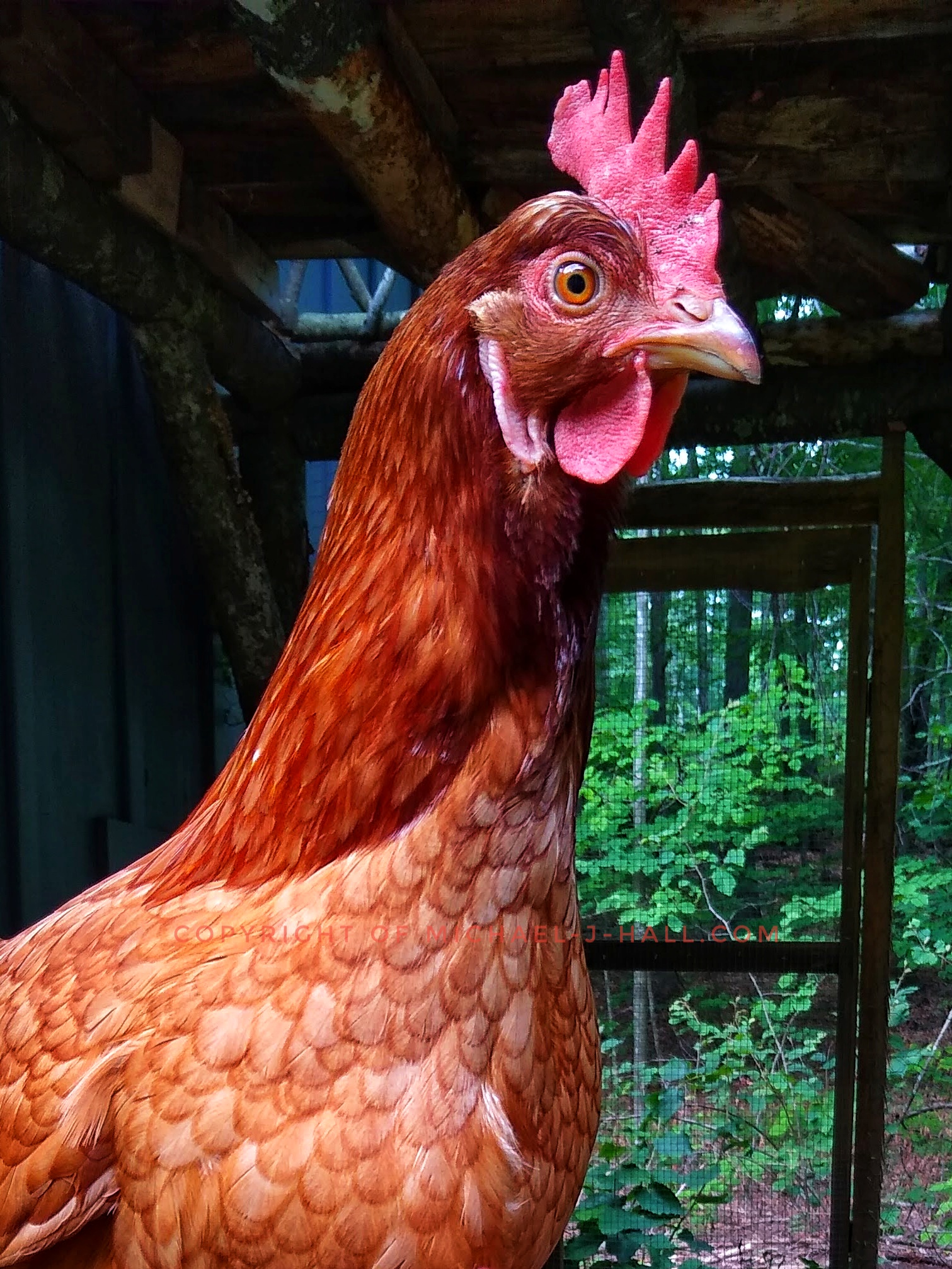 Don't let the gorgeous rusty plumage fool you, this mother hen is no defenseless beauty, she is always on guard for her chicklets, just try to break your gaze away from that piercing ever watchful eye!