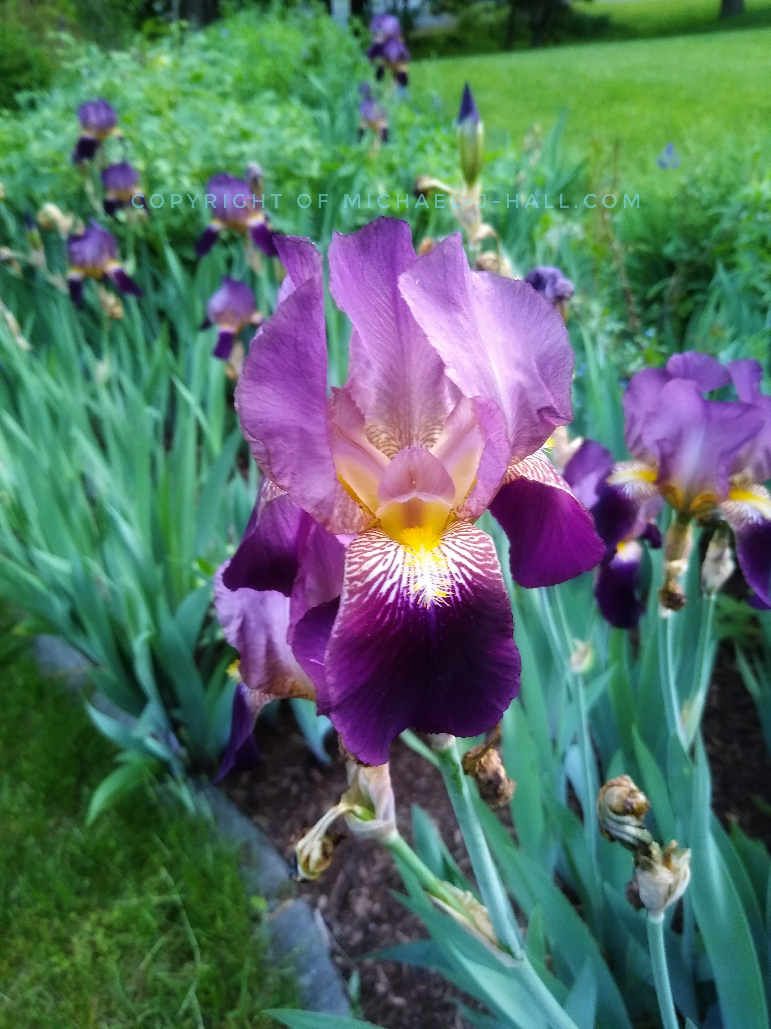 If nature is not enough, then what is? A garden of tall bearded irises protect their magnificent royal heads with long stiff flattened blades around their stalks - no one dare enter, but the pollinators.  