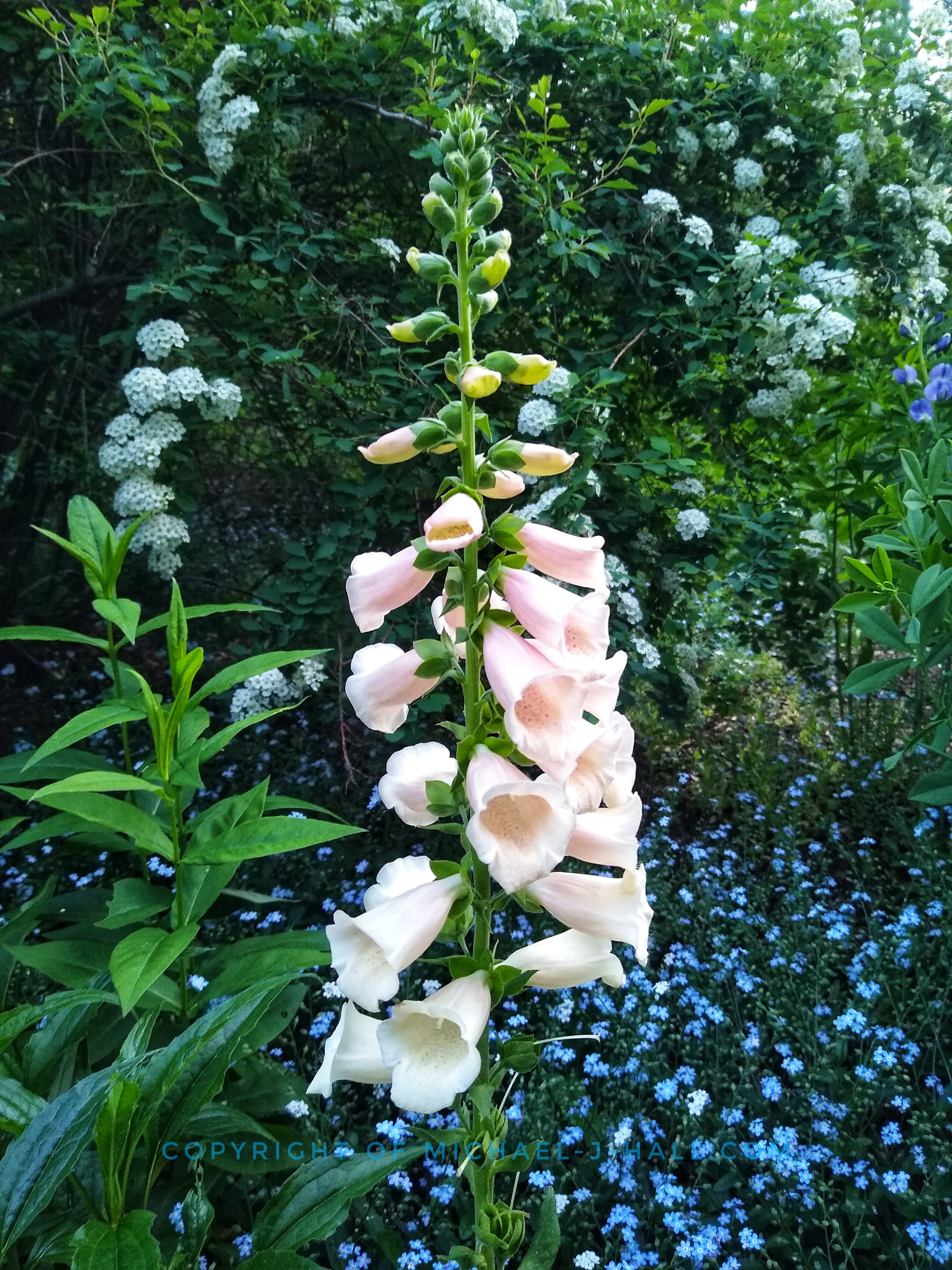 A naturally beautiful time of year for a wedding when the supple pale pink common foxglove are in bloom amid the bright blue forget-me-nots, and wreathed with precious white bridal spirea.