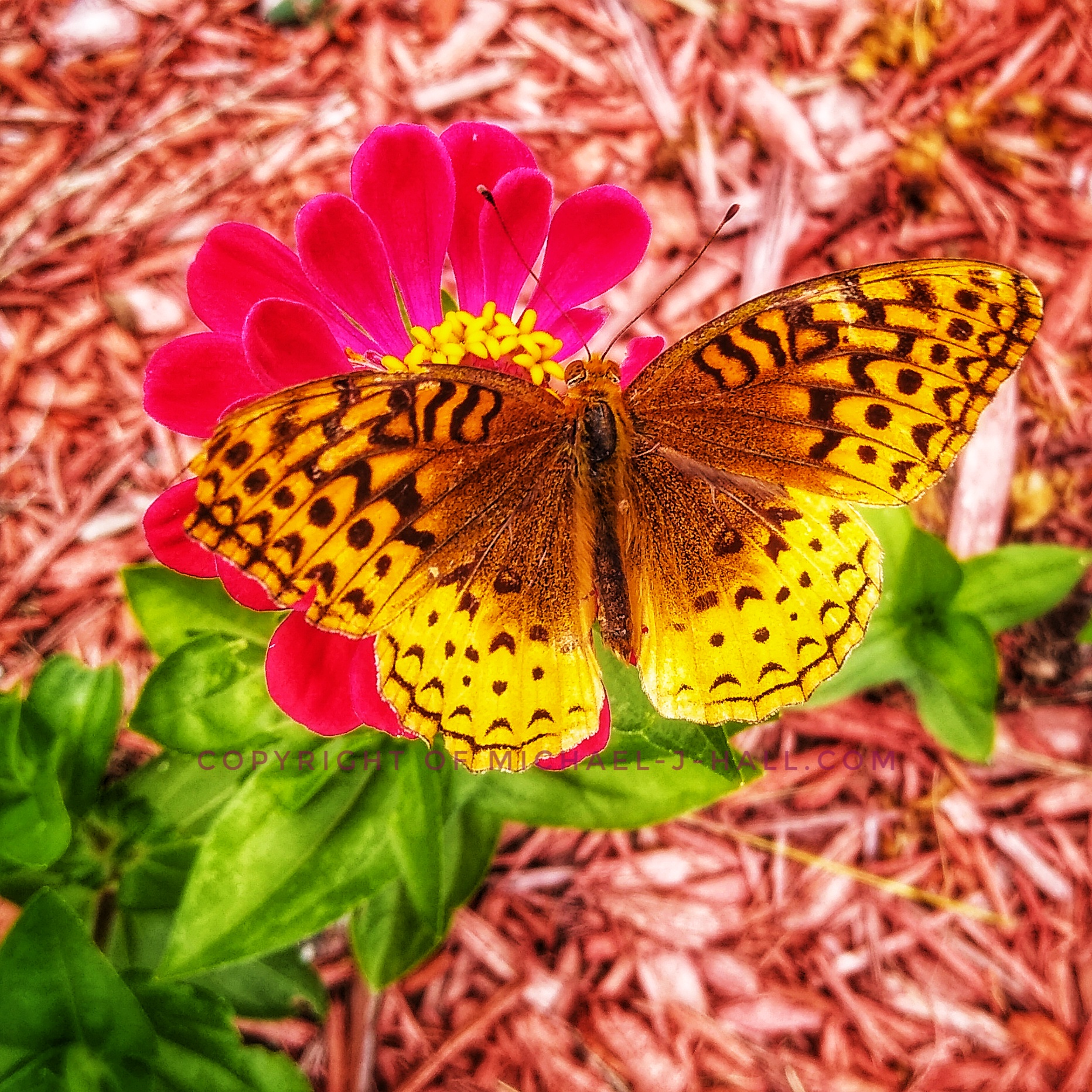Small sparkling spots of dark brown, nearly black, upon lustrous yellow edged wings adorn this dazzling beauty, while the damaged upper tip adds a ruggedness to its character.