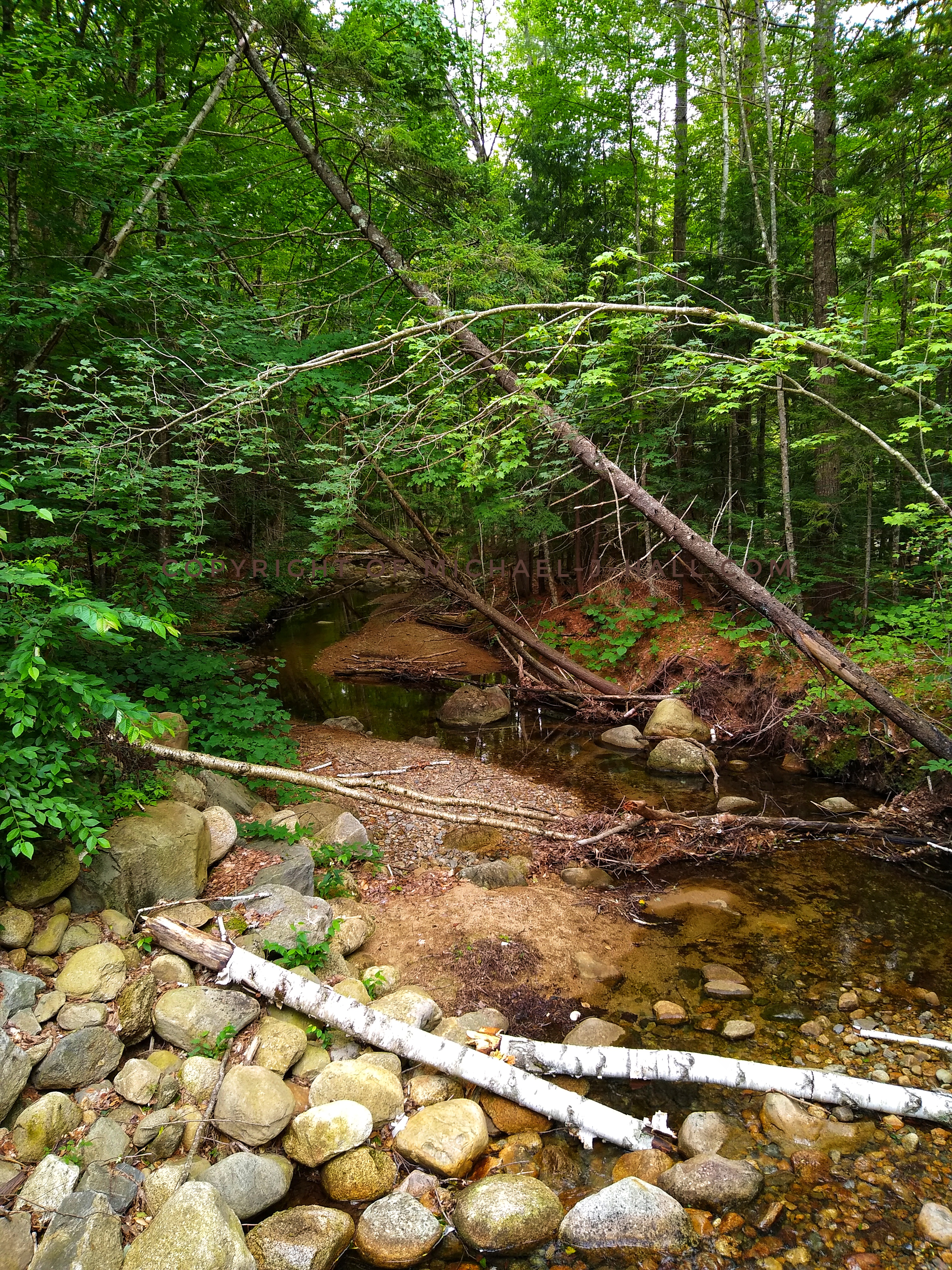 Seeing the course that nature takes through the woods seems much like the trek a child might take, not a straight line of the easiest path, but a rambling one - hopping along the tops of larger rocks, stepping over fallen trees, stopping to inspect the waters of the deeper pools, finding a smooth stone, and lifting a broken branch for a walking stick or perhaps a spear to fend off any wild beasts...