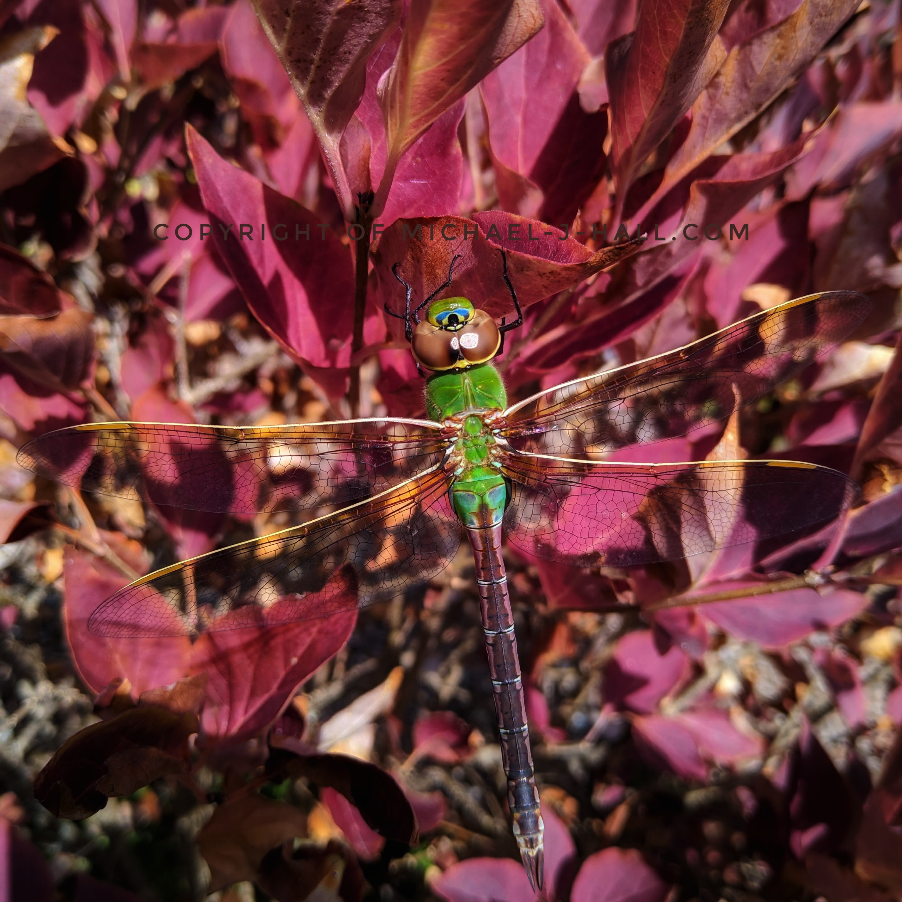 A gorgeous green dragonfly alights upon a Korean lilac which provides no camouflage with its contrasting wine colored foliage, but it's a wonderfully sunny spot to recovery briefly before moving on. 
