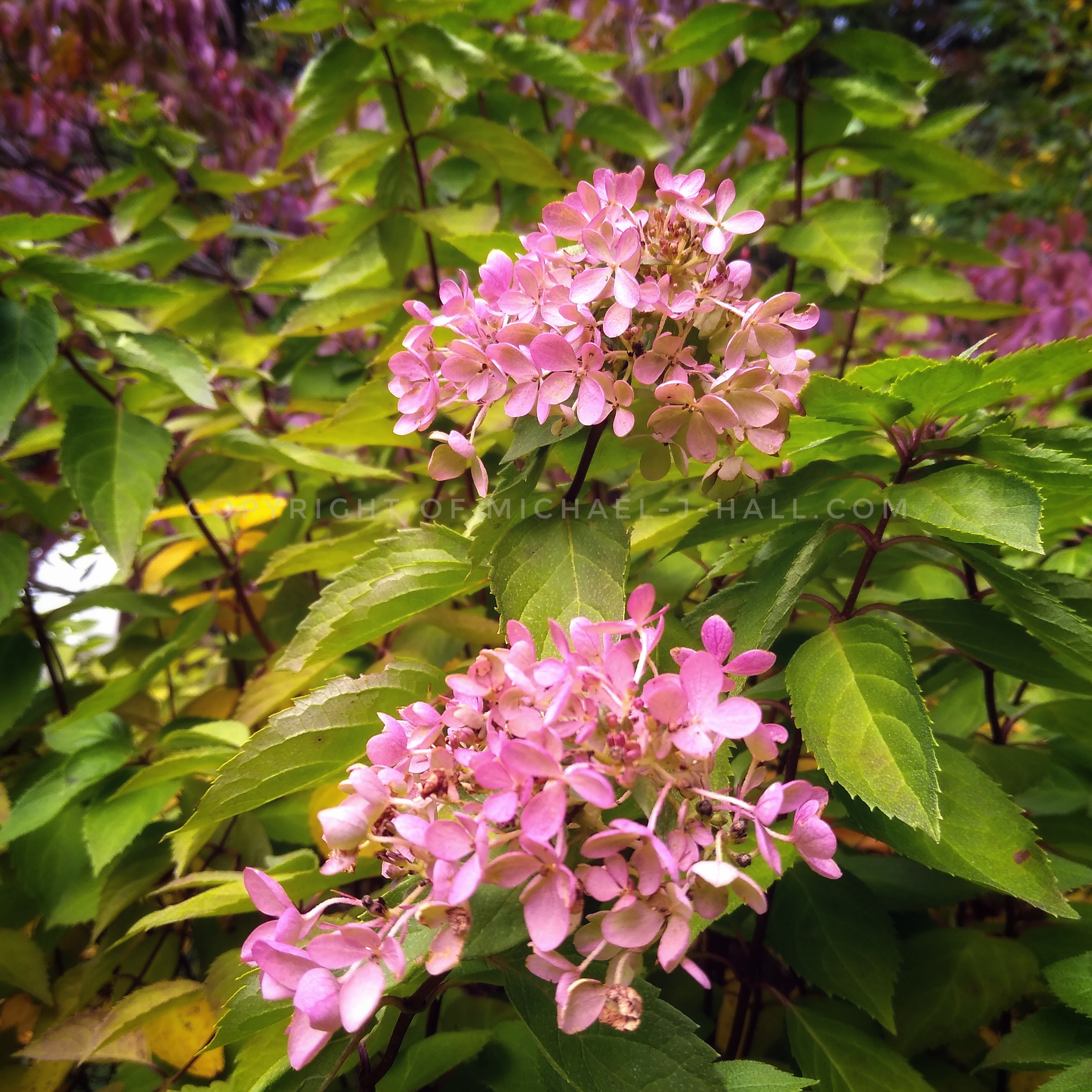 In early summer the big-leaf cousin of this hydrangea gets all the attention in New England with its showy blue flowers, but in late-summer the creamy white heads of this variety turn to a lovely blushing pink as a subtle reminder of their enduring beauty. 