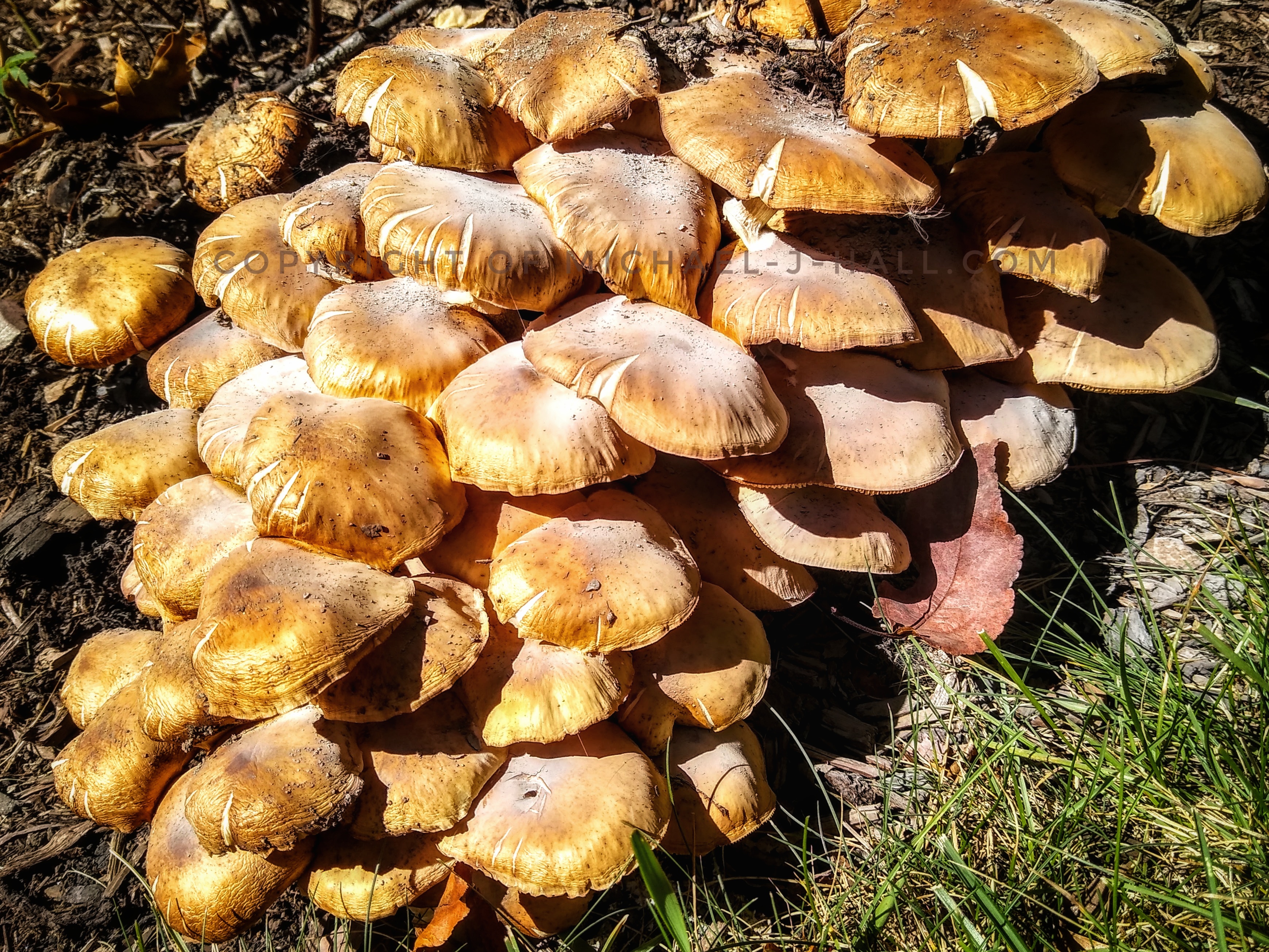 Poisonous, hallucinogenic, or edible? Perfectly safe honey-colored Agaric or the quite deadly Galerina? With four of the six most common species in this region being toxic, why risk it? You can enjoy their richly layered, earthy visual texture over and over again from a safe distance either way.