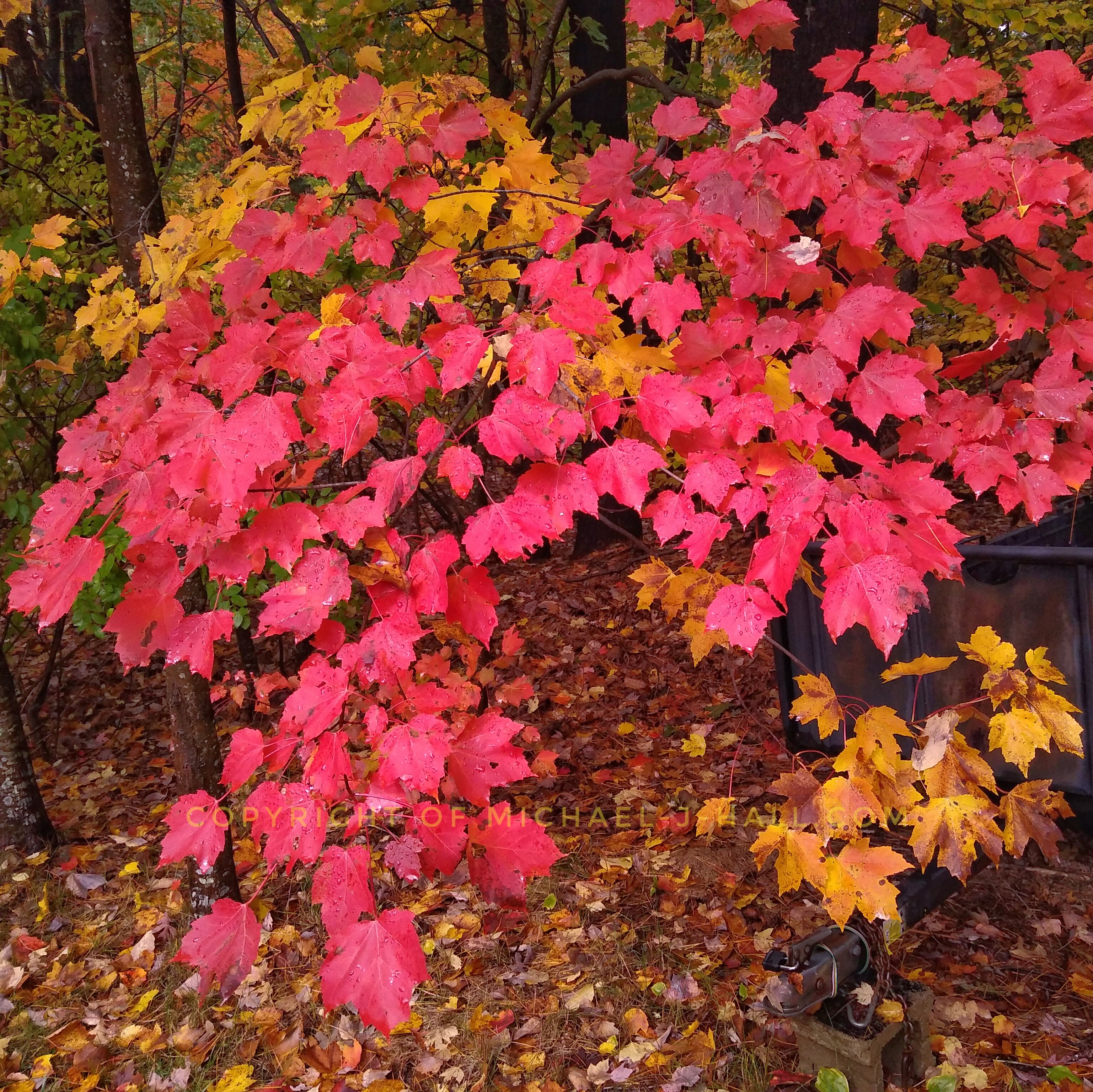 Scarlet and butternut fronds make a final show before joining their decaying friends on the ground below and do their best to conceal a rust faced conveyance, which will later carry their lifeless collective away for composting.