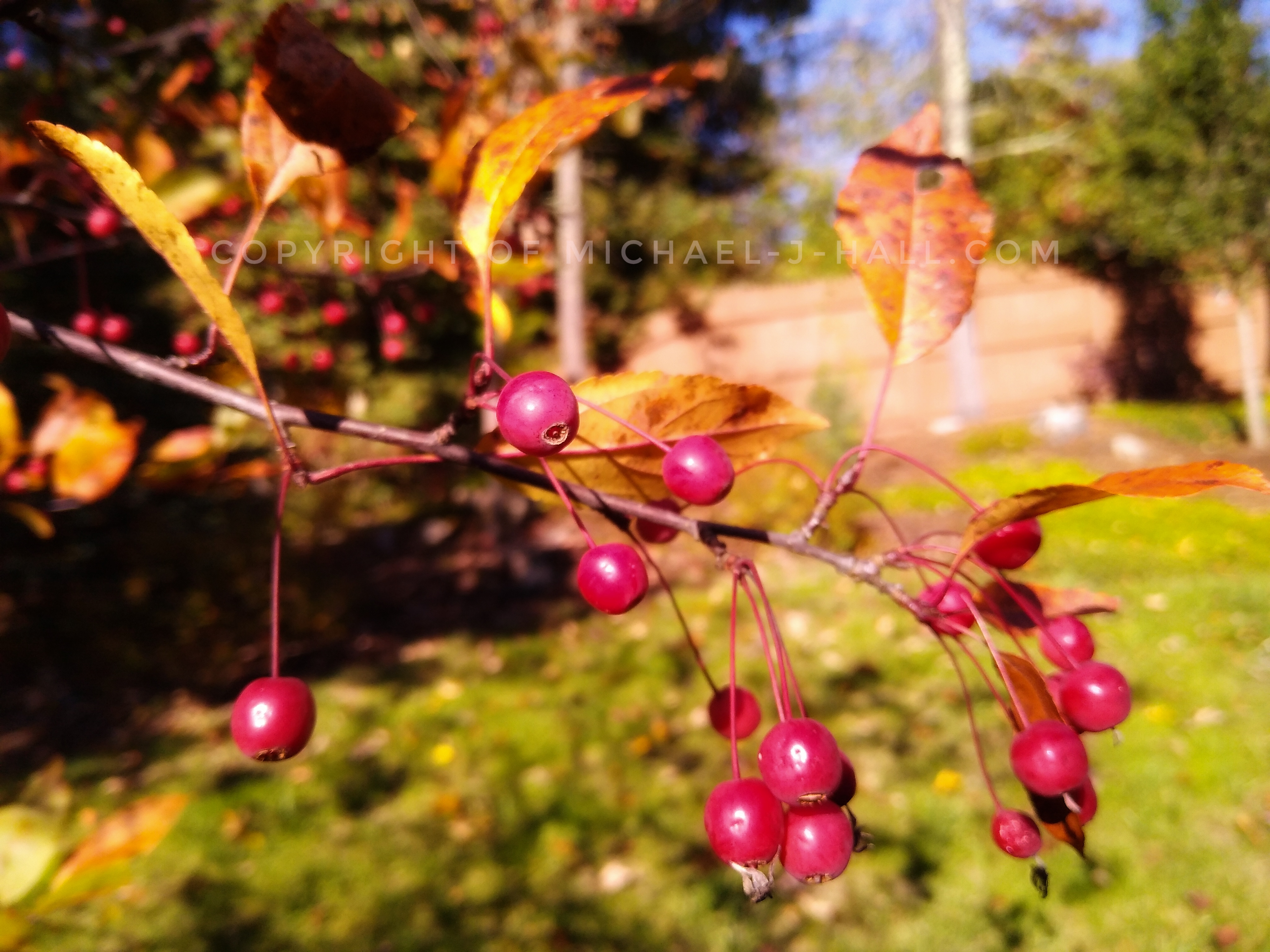 Warm days and cool nights spark the shift of lush leaves of green fronds into flaming fronds and ripen the last fruits of the year so that critters of all kinds might have enough to survive the coming cold season. 