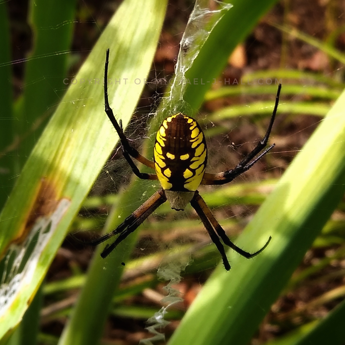 If Charlotte's Web had been based on this species of black and yellow garden spider, would it have been as endearing? This is the quintessence of creepy - long, sturdy black-tipped legs covered in cactus-like hairs; dull colored, lifeless and virtually faceless head; and broad abdomen with a bright menacing phantom emblem on its back.