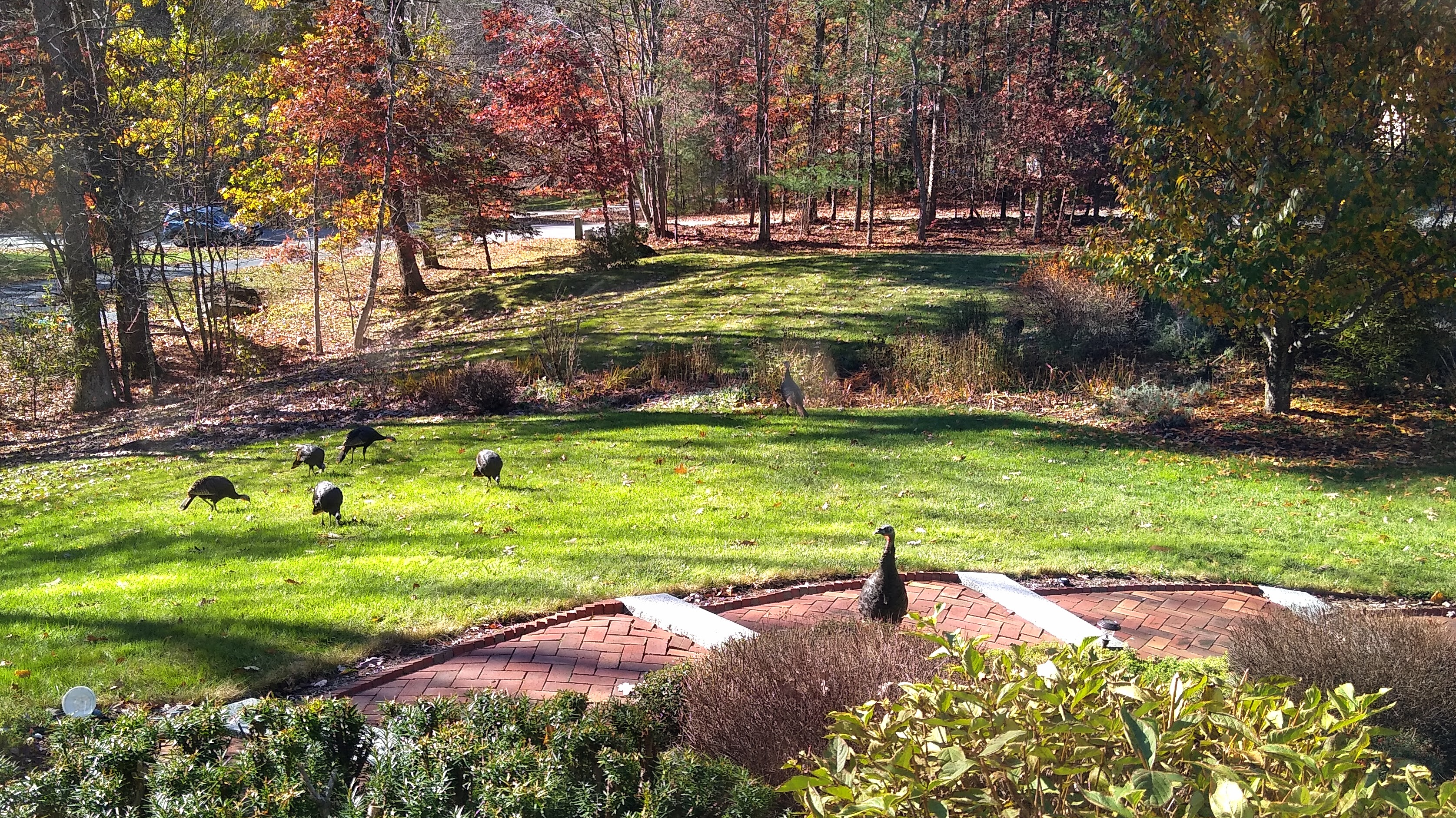 A rafter of turkeys floats through the yard having determined that it is fair game to pick at the remaining scraps of berries and morsels left among the vegetation, since no one else claimed them and they had once again forgot to bring leftover containers.