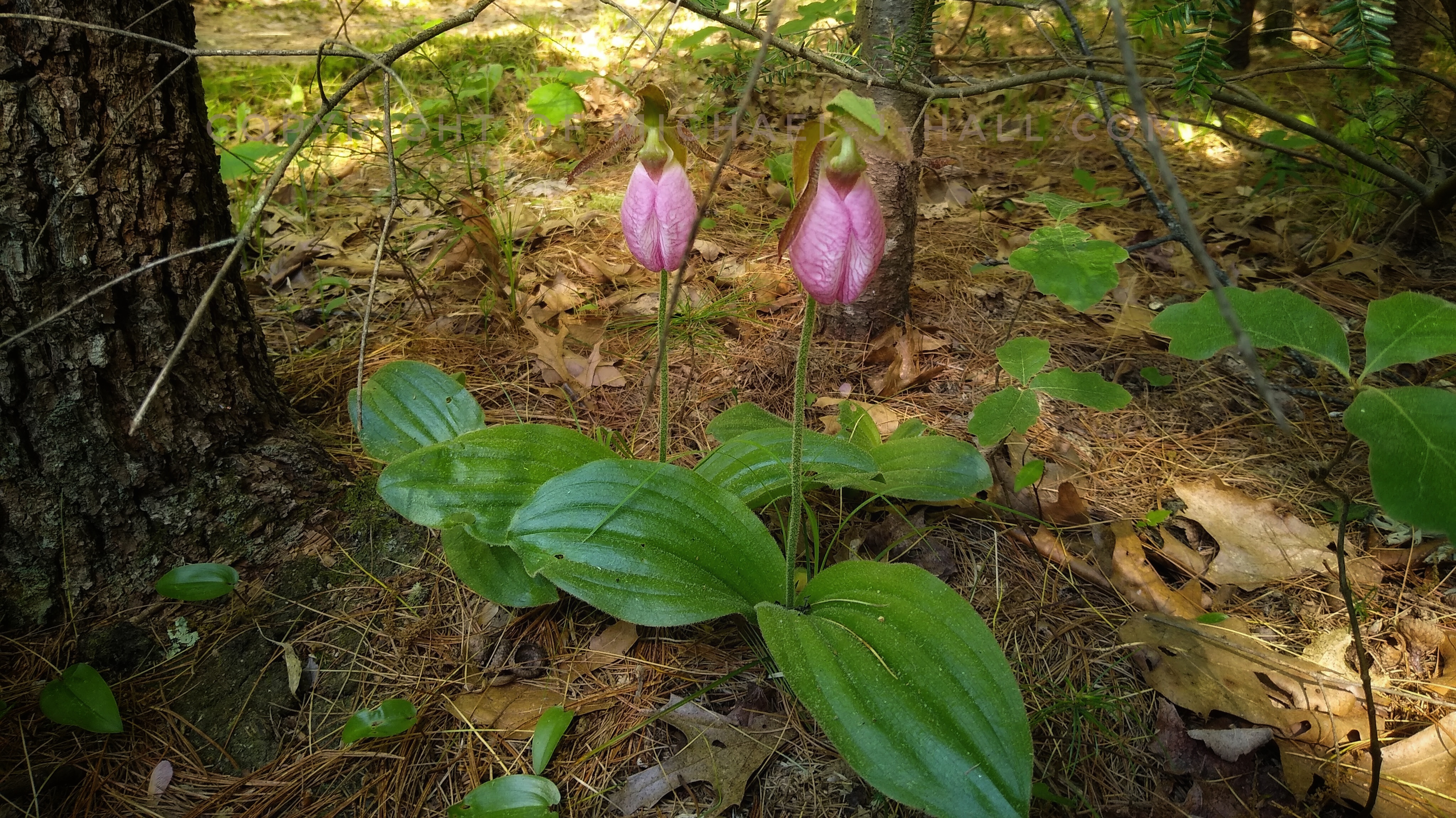 Pink Lady's Slippers