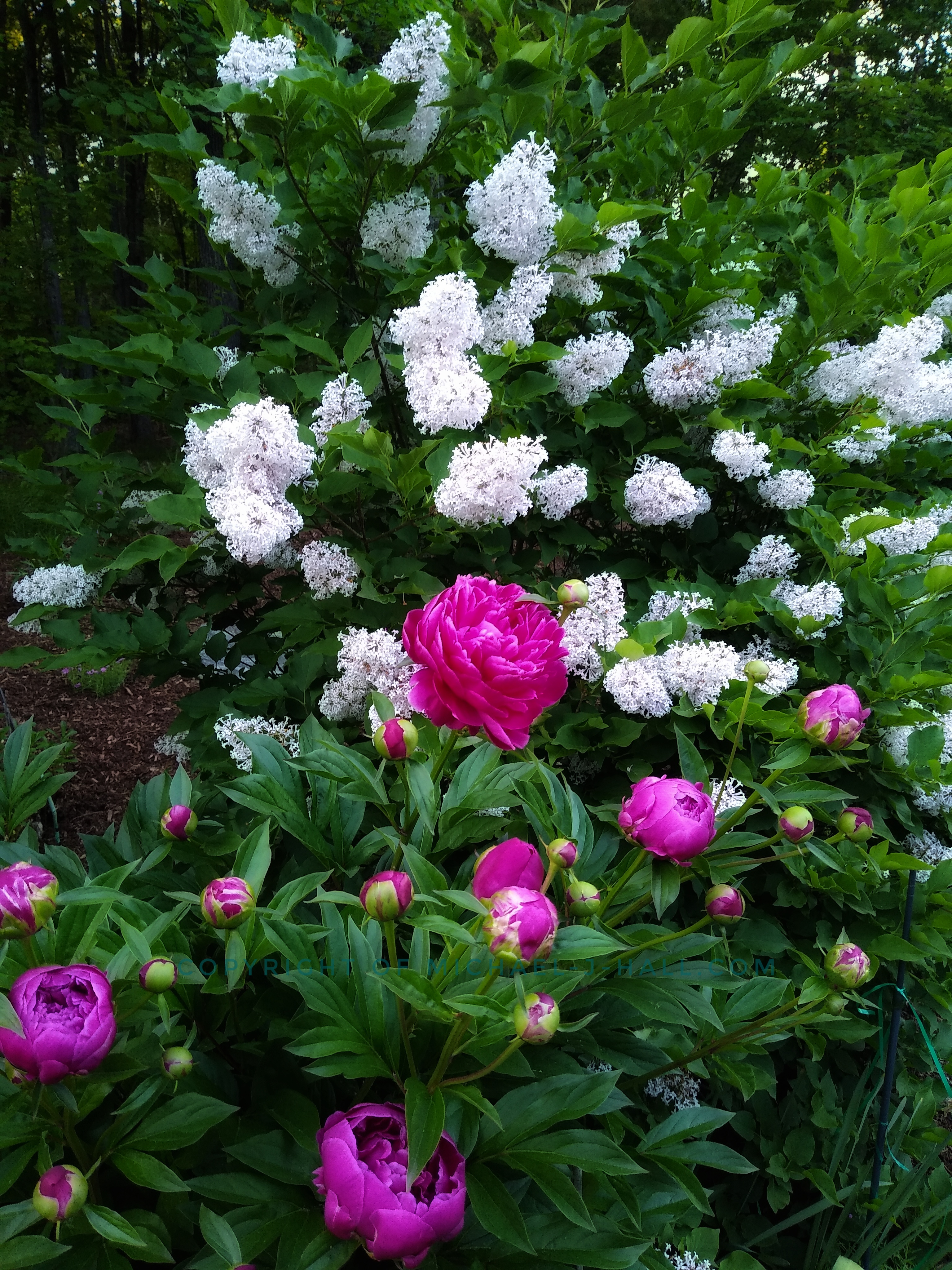 Peony and Lilac