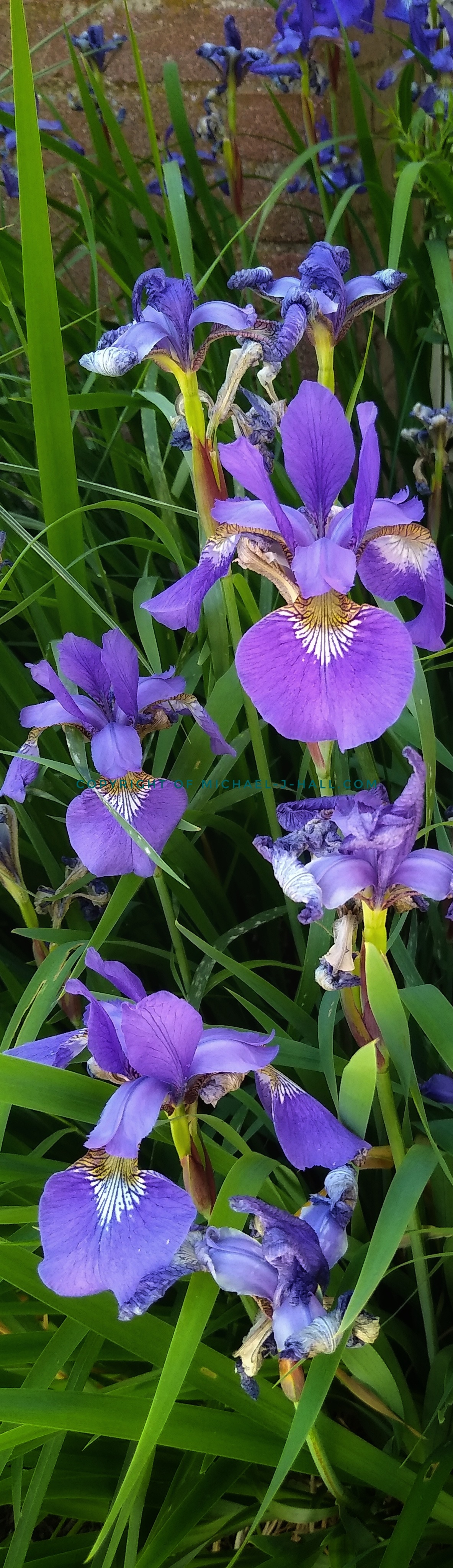 Tall Irises