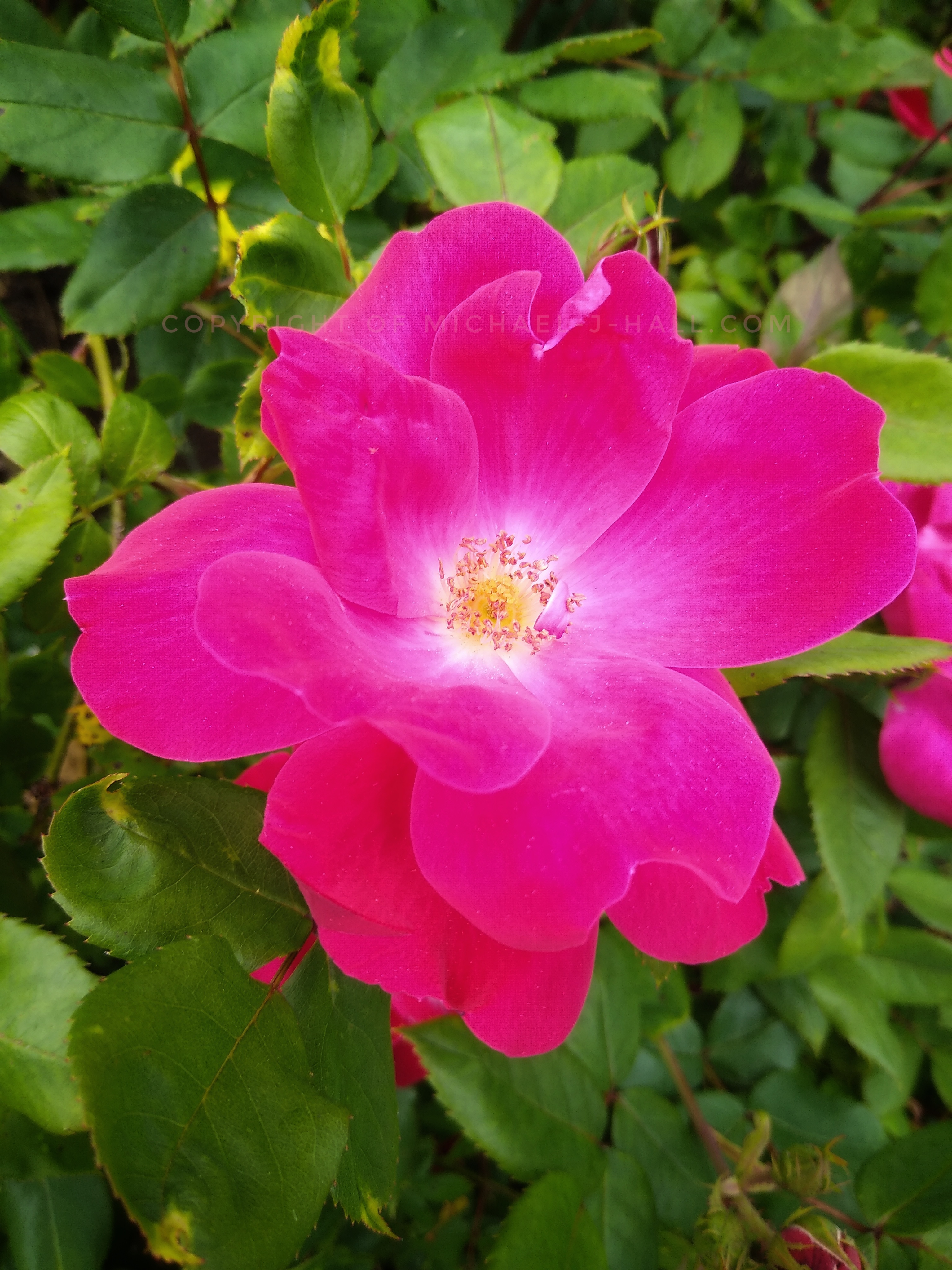 Rosa Rugosa