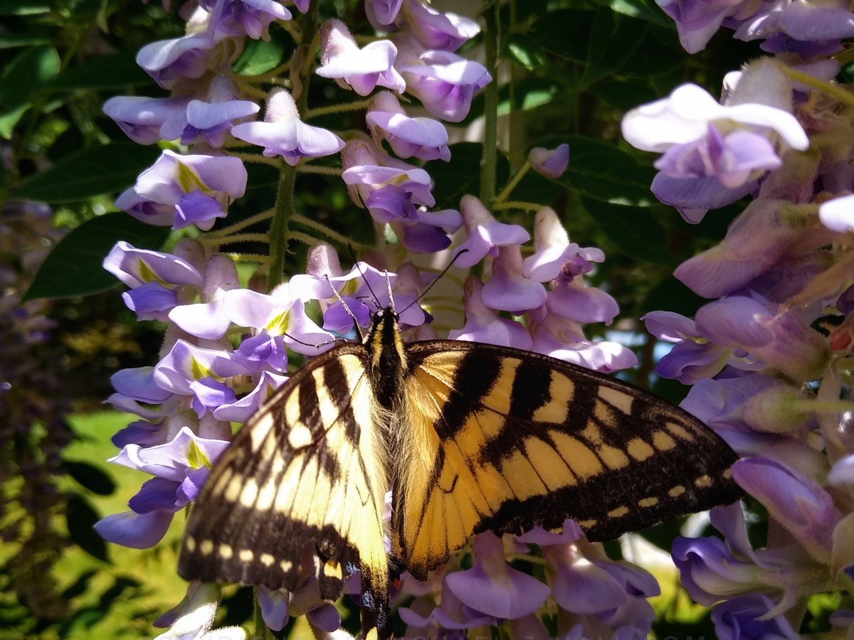 Swallowtail & Wisteria