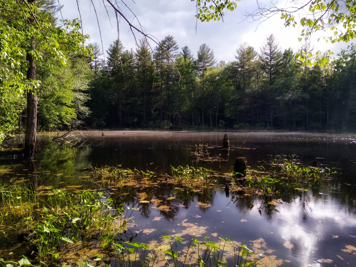 Discovering Spatterdock Pond: Yellow Floating&nbsp;Hearts