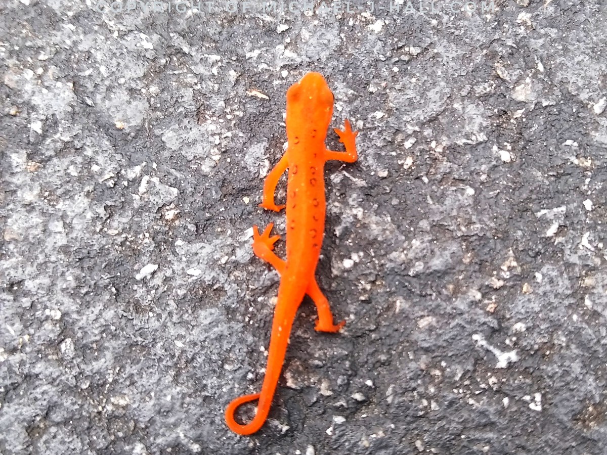 Li’l Red Eft