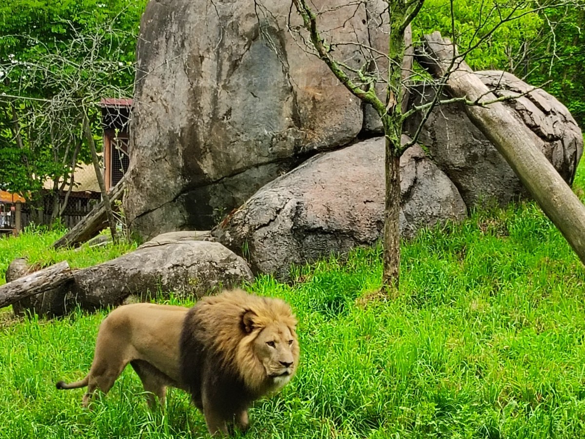 Queen of the Hill & King of the&nbsp;Zoo