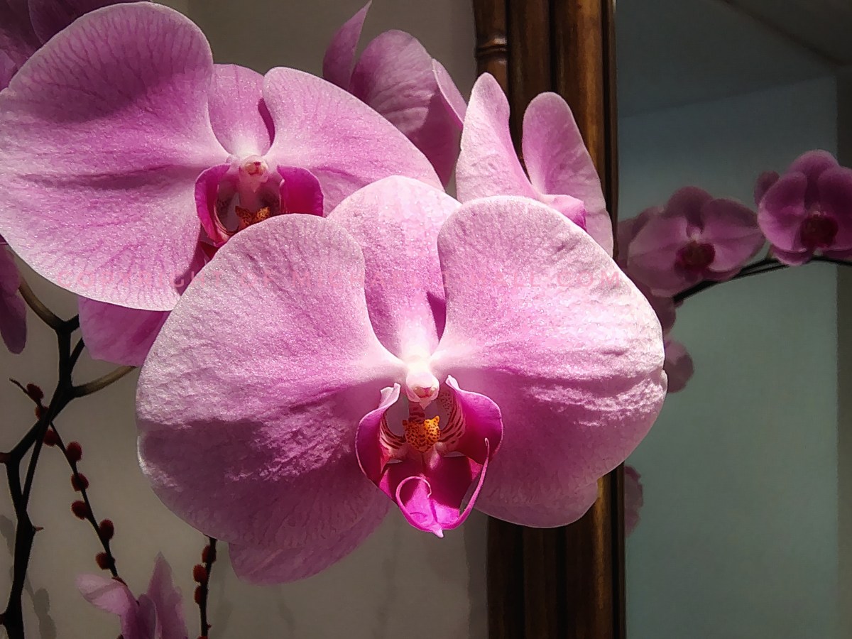 A Vibrant Welcome: The Allure of Pink&nbsp;Orchids